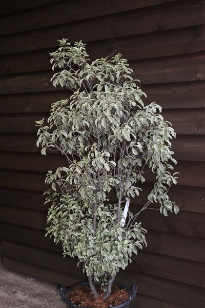 Pittosporum tenuifolium ‘Silver Queen’