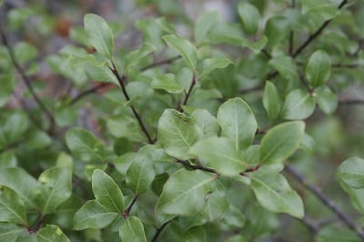 Pittosporum tenuifolium ‘Silver Sheen’