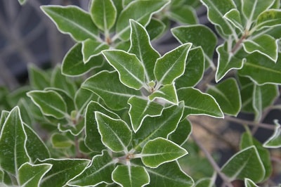 Pittosporum tenuifolium ‘Stevens Island’