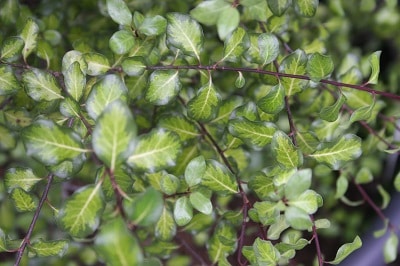 Pittosporum tenuifolium ‘Tandara Gold’