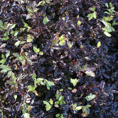 Pittosporum tenuifolium ‘Tom Thumb’