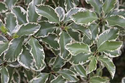 Pittosporum tenuifolium ‘Variegatum’