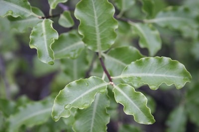 Pittosporum tenuifolium
