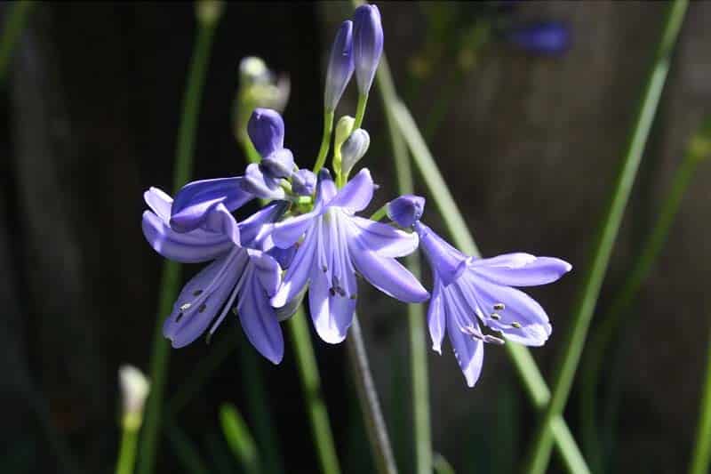 Agapanthus ‘Lapis Lazuli’