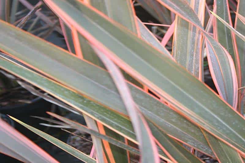 Phormium ‘Rainbow Queen’
