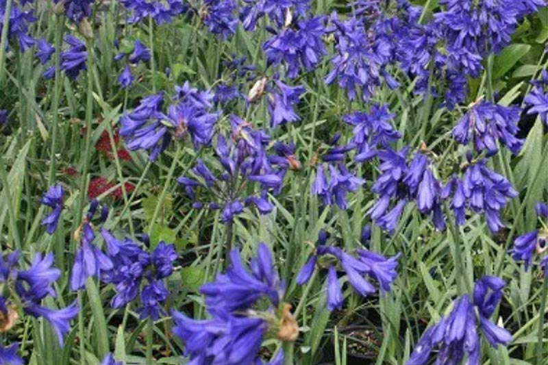 Agapanthus ‘Flower of Love’