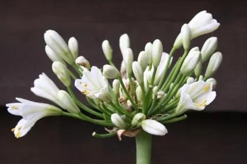 Agapanthus praecox ‘Pavlova’