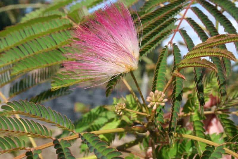 Albizia julibrissin f. Rosea
