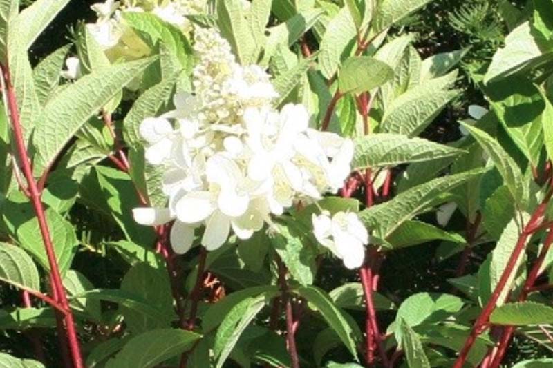 Hydrangea paniculata ‘Pinky Winky’