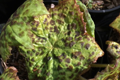 Podophyllum ‘Spotty Dotty’