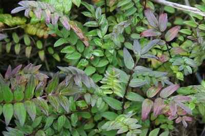 Polemonium yezoense var. hidakanum ‘Purple Rain’