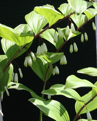 Polygonatum falcatum ‘Variegatum’