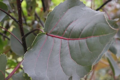 Populus deltoides ‘Purple Tower’