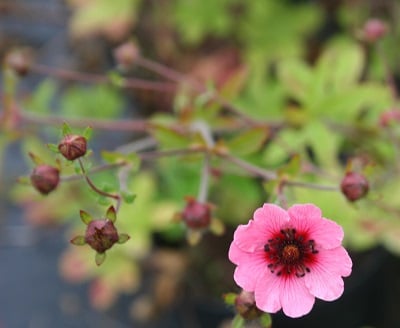 Potentilla nepalensis ‘Miss Willmott’