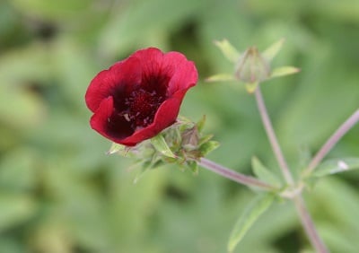 Potentilla thurberi ‘Monarch’s Velvet’