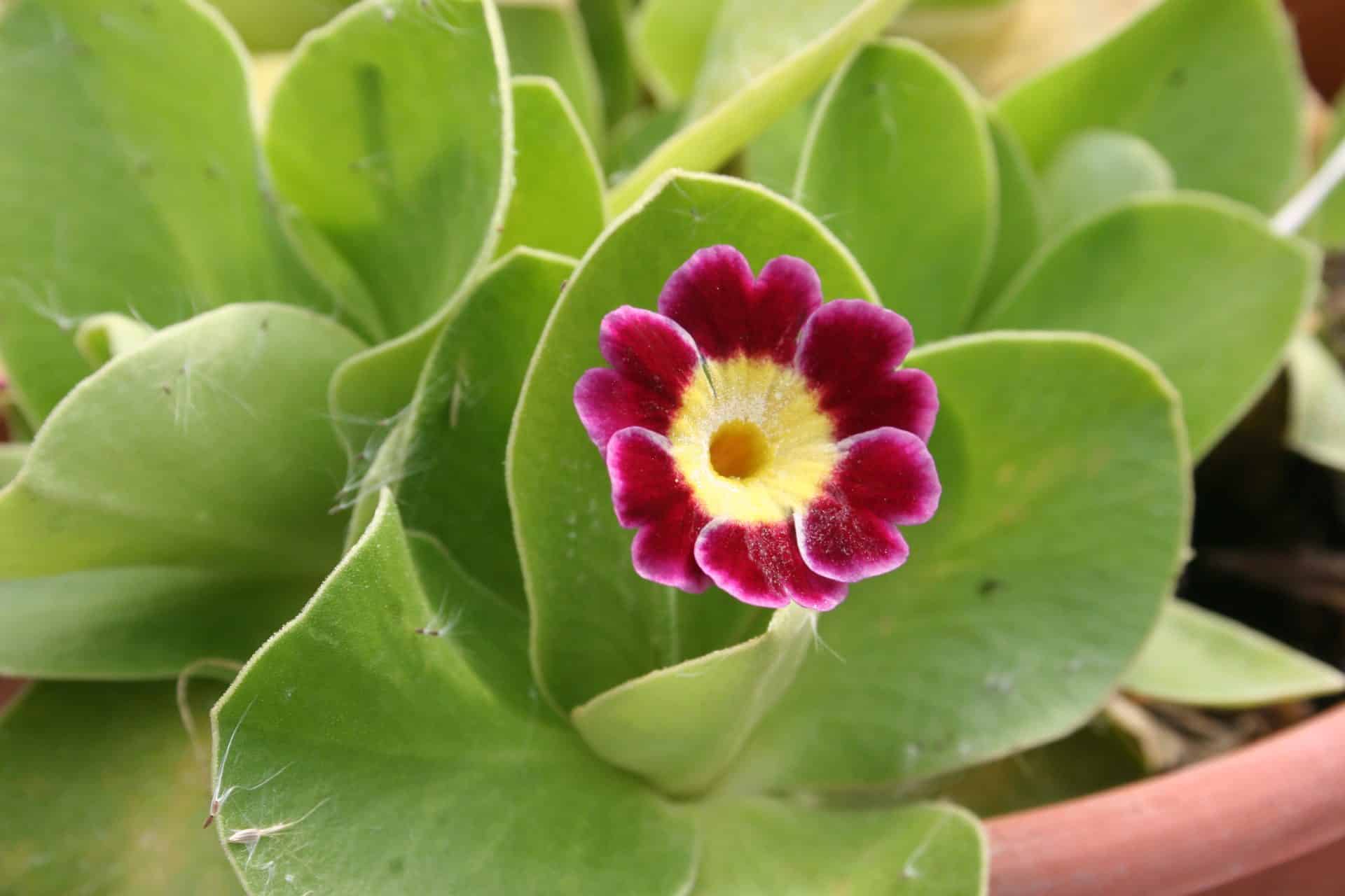 Primula x pubescens