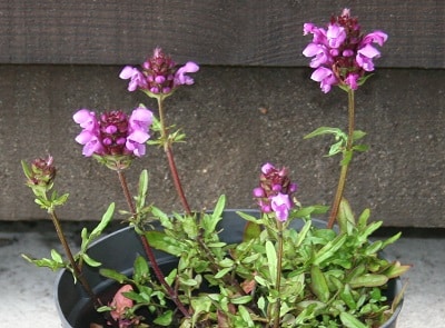 Prunella vulgaris ‘Rose Pearl’