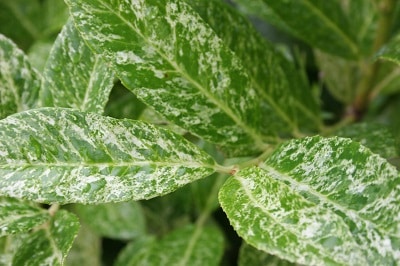 Prunus laurocerasus ‘Marbled White’