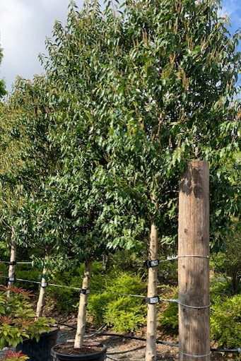 Prunus lusitanica ‘Angustifolia’