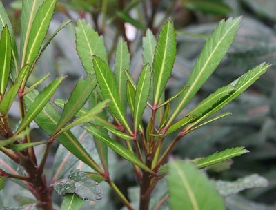 Pseudopanax ‘Moas Toes’