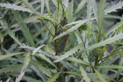 Pseudopanax ‘Tuatara’