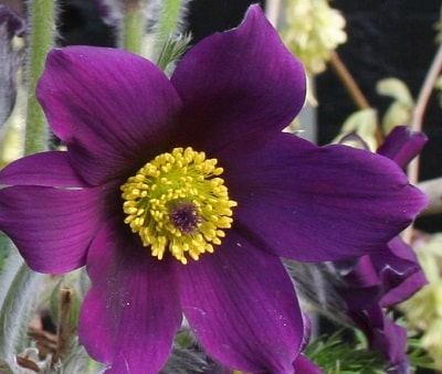 Pulsatilla vulgaris mix