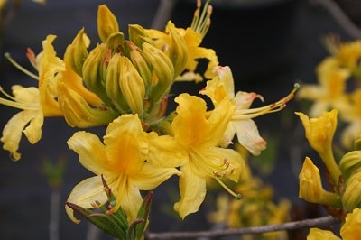 Rhododendron luteum