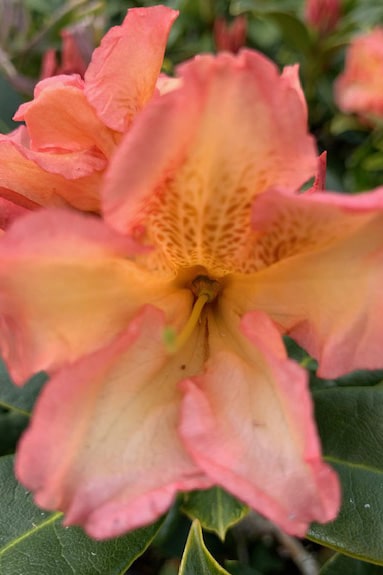 Rhododendron ‘Orange Flirt’