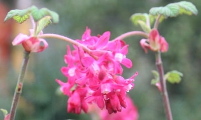 Ribes sanguineum ‘Koja’