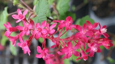 Ribes sanguineum ‘Pulborough Scarlet’