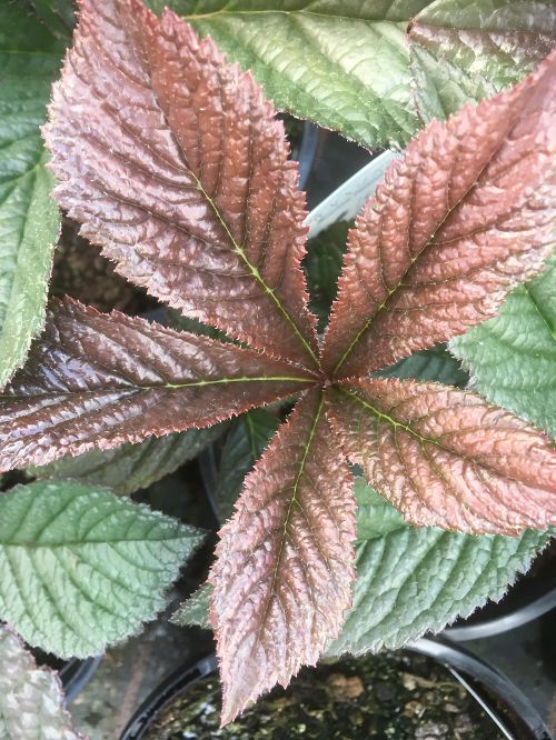 Rodgersia ‘Bronze Peacock’