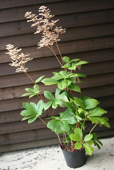 Rodgersia aesculifolia