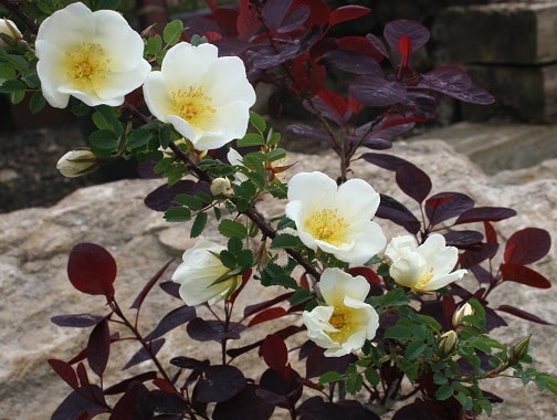 Rosa ‘Dunwich Rose’
