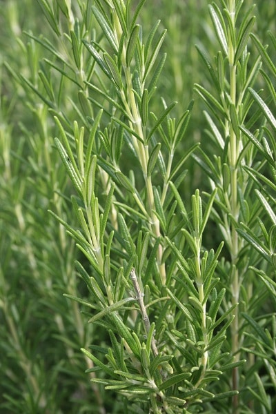 Rosmarinus officinalis