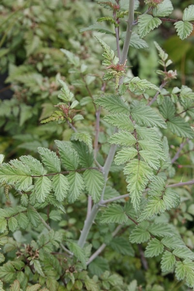 Rubus thibetanus