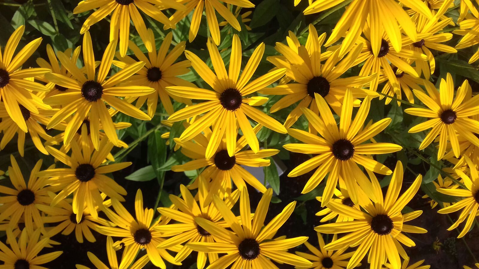 Rudbeckia fulgida var. sullivantii ‘Goldsturm’