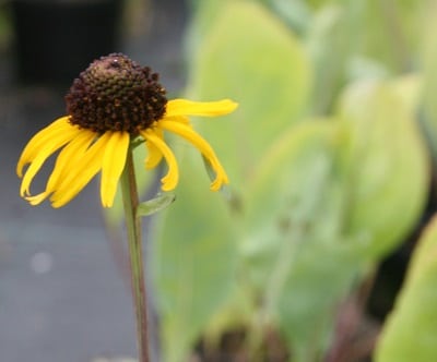 Rudbeckia maxima