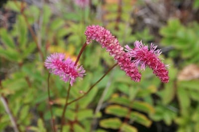 Sanguisorba hakusanensis