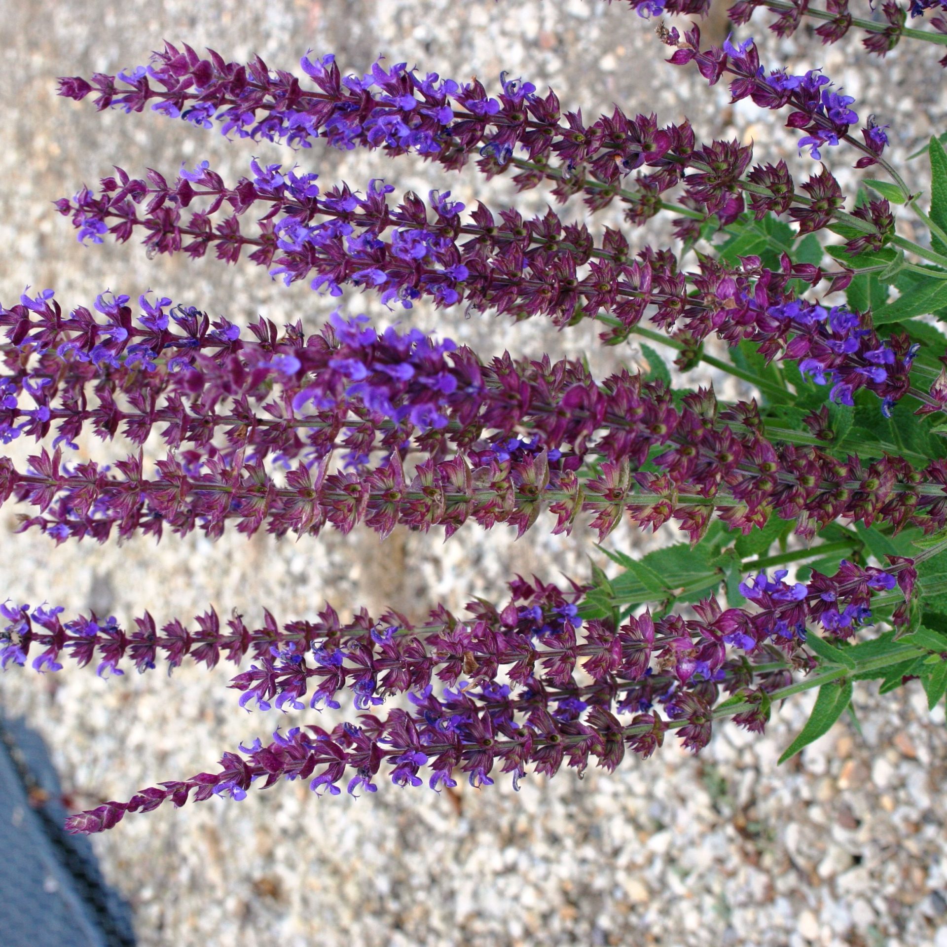 Salvia nemorosa ‘Ostfriesland’ (‘East Friesland’)