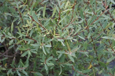 Salix purpurea ‘Nana’