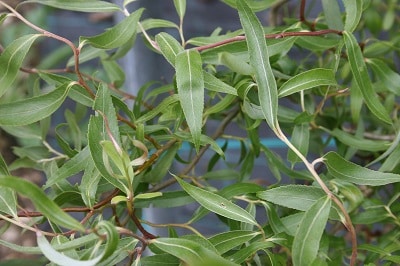 Salix tortuosa ‘Chocolate’