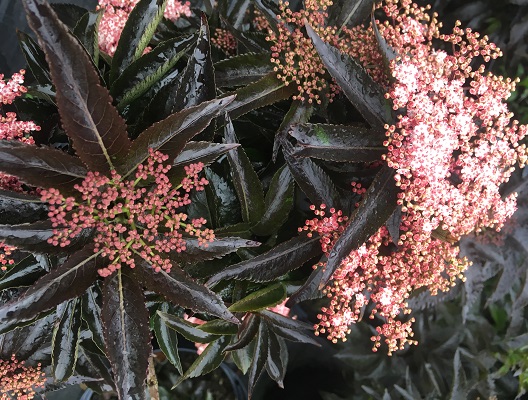 Sambucus nigra ‘Black Tower’