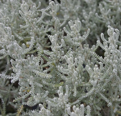 Santolina chamaecyparissus