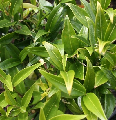 Sarcococca ruscifolia var. chinensis ‘Dragon Gate’