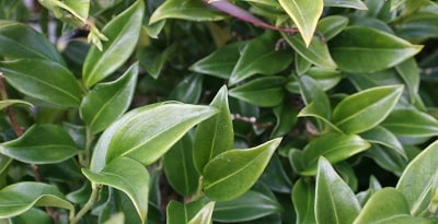 Sarcococca confusa