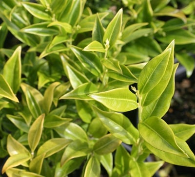 Sarcococca hookeriana