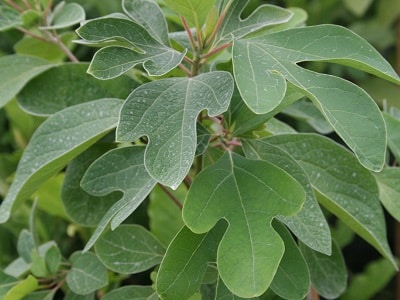 Sassafras albidum