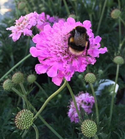 Scabiosa ‘Kudo’