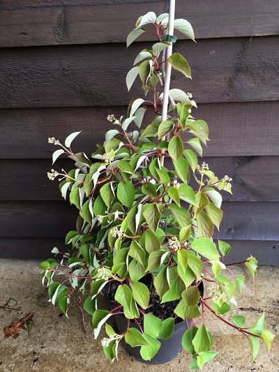Schizophragma hydrangeoides