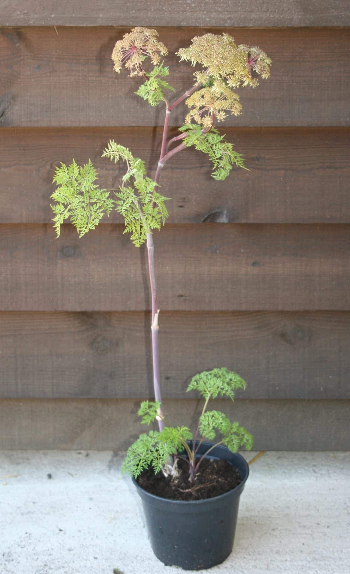 Selinium wallichianum